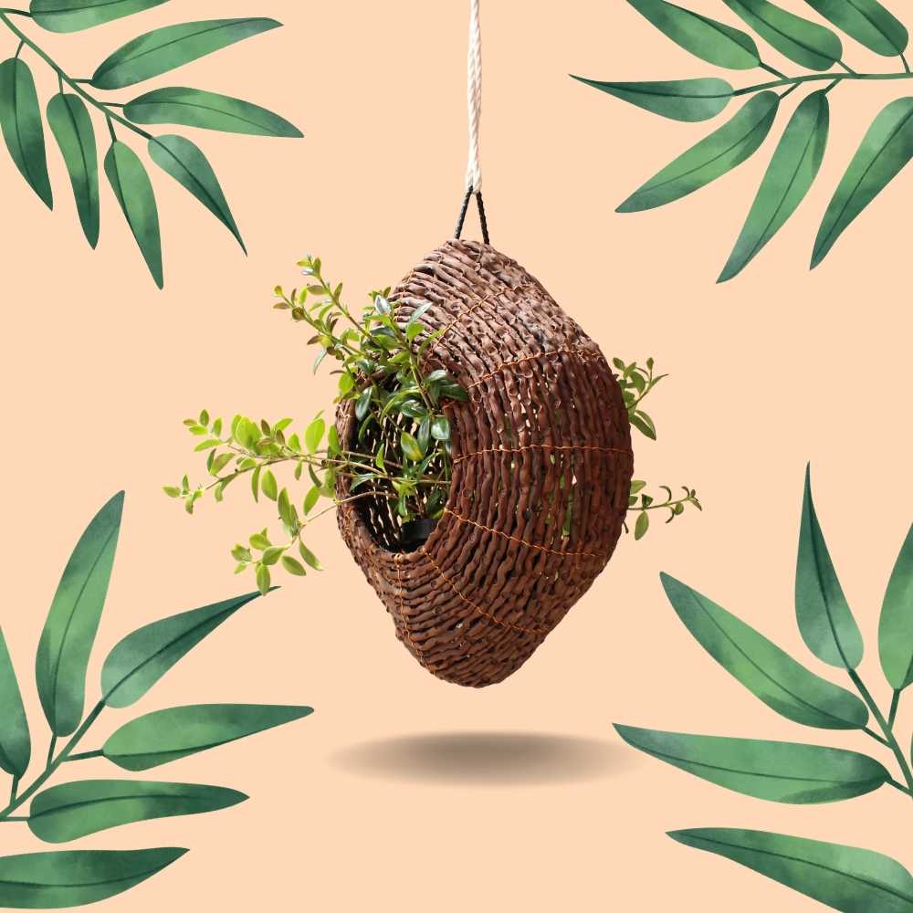 succulent planter